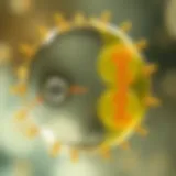 Diagram illustrating the stages of binary fission in a single-celled organism showing cell growth, DNA replication, and division